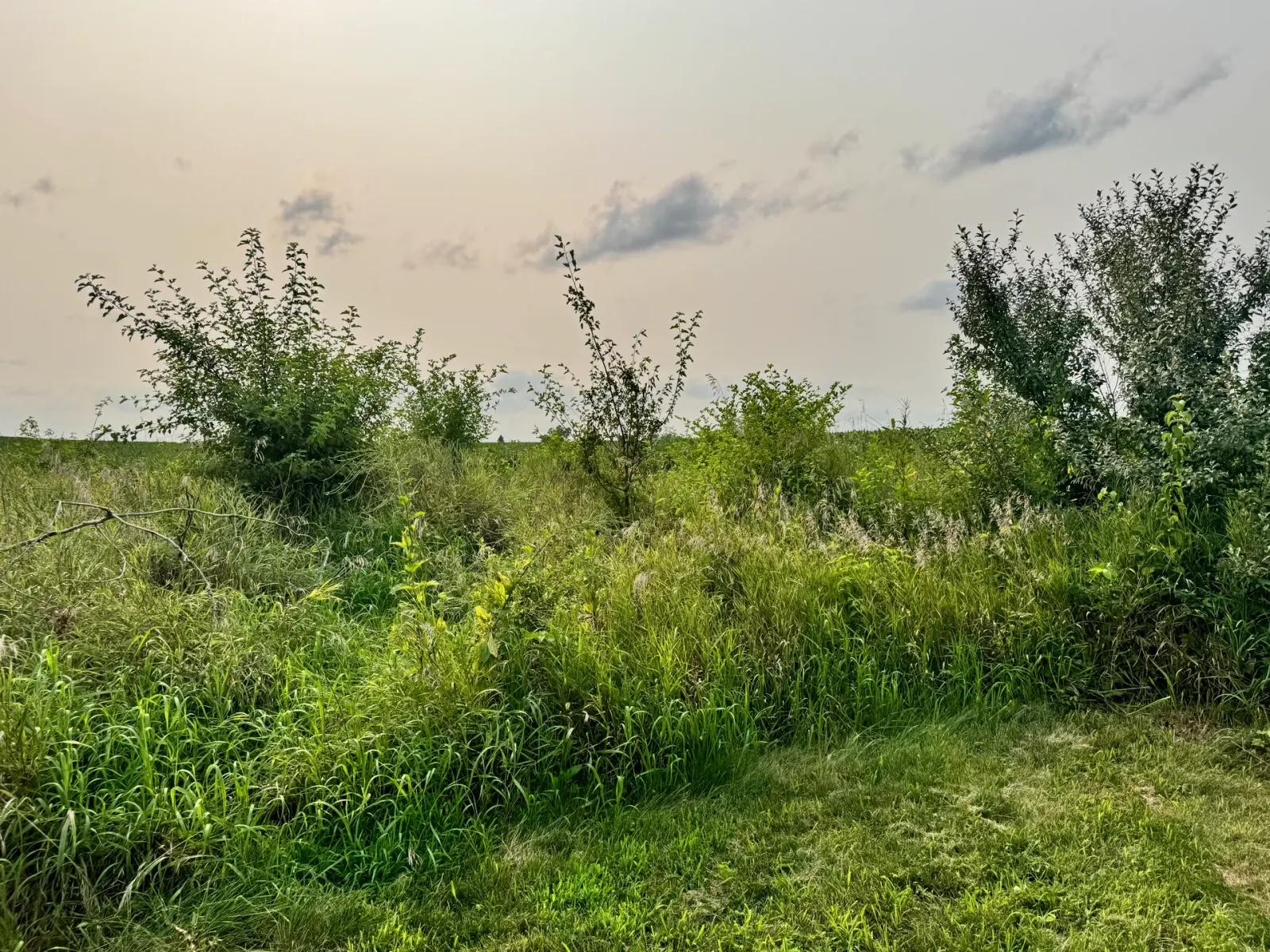 10908 NW 107th Street, Granger, Iowa - Brush Line At Property Edge
