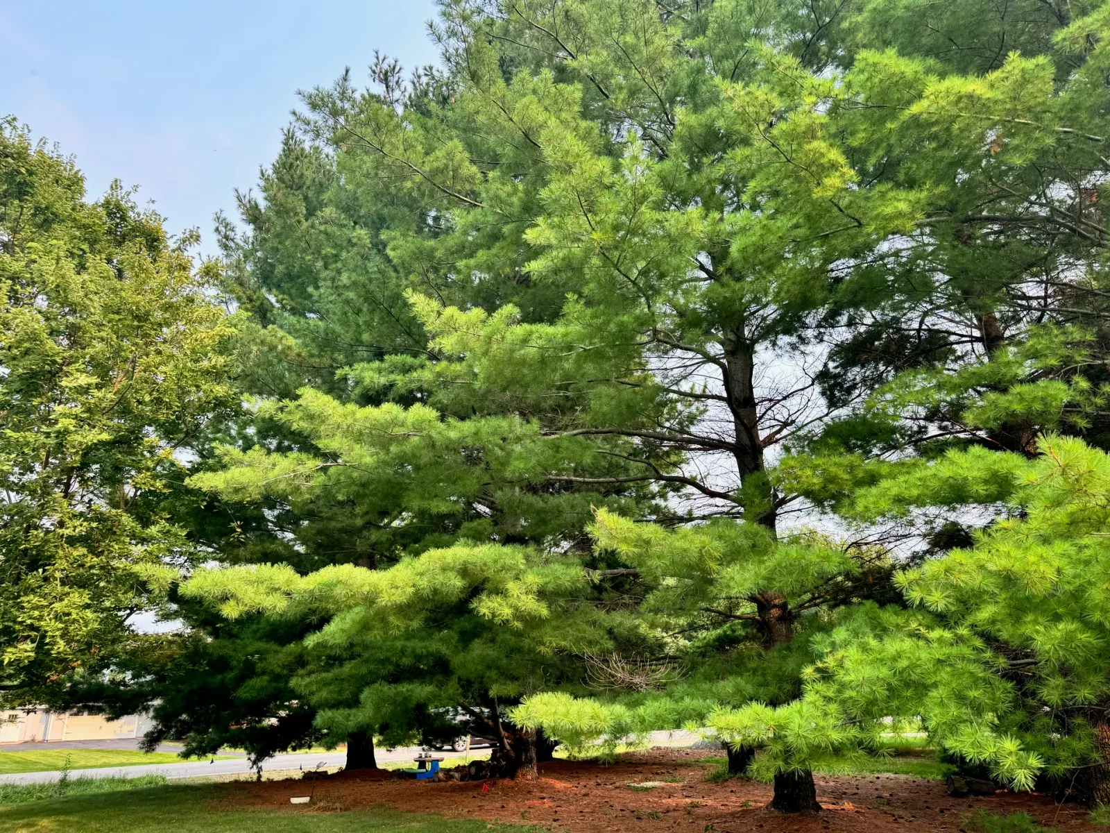 10908 NW 107th Street, Granger, Iowa - Mature Pines Along The Road